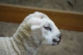 Young white sheep, lamb - close-up on head Royalty Free Stock Photo