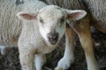 Young white sheep, lamb - close-up on head Royalty Free Stock Photo