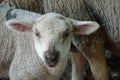 Young white sheep, lamb - close-up on head Royalty Free Stock Photo