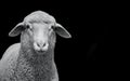 Closeup of a white sheep isolated on black background Royalty Free Stock Photo