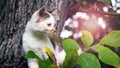 Young white spotted cat sitting in a tree in sunny weather Royalty Free Stock Photo