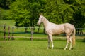 Young white stallion standing in a paddock