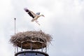 A young white stork flying above a nest Royalty Free Stock Photo