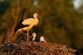 Young white stork standing and lying down on nest sunlit by evening rays Royalty Free Stock Photo