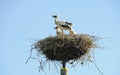 Young storks in the nest Royalty Free Stock Photo