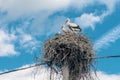 Young white storks in the nest.