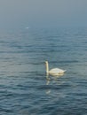 A young white swan on the background of blue sea water. The elegant bird has a long neck and has not yet acq