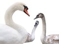 young white swan isolated on white background Royalty Free Stock Photo
