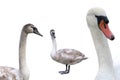 young and white swan isolated on white background Royalty Free Stock Photo