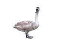 young white swan isolated on white background Royalty Free Stock Photo