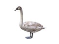 young white swan isolated on white background Royalty Free Stock Photo