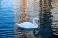 A young white swan swims on the lake Royalty Free Stock Photo