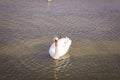 Young white Swan on a water