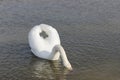 Young white Swan on a water Royalty Free Stock Photo