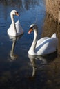 Young white swans in front of reed Royalty Free Stock Photo