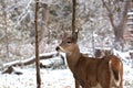 Young White Tail Buck sees first snow Royalty Free Stock Photo