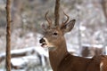 Young White Tail Buck sees first snow Royalty Free Stock Photo