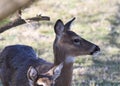 A young white tail deer doe pauses in her grazing Royalty Free Stock Photo