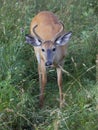 A A young White-tailed deer buck in the early morning light with velvet antlers in summer in Canada Royalty Free Stock Photo