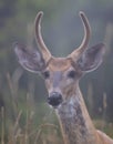 Young White-tailed deer buck in the early morning light with velvet antlers in summer in Canada Royalty Free Stock Photo