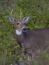 A A young white-tailed deer buck on an early morning with little antlers in summer in Canada Royalty Free Stock Photo