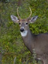 A A young white-tailed deer buck on an early morning with little antlers in summer in Canada Royalty Free Stock Photo