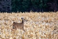 Young white-tailed deer buck Odocoileus virginianus in November, breathing heavy in a Wisconsin cornfield