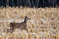 Young white-tailed deer buck Odocoileus virginianus in November in a  Wisconsin cornfield Royalty Free Stock Photo