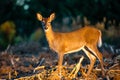 Young white-tailed deer, buck Odocoileus virginianus in  a Wisconsin farm field Royalty Free Stock Photo