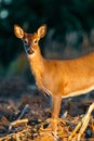 Young white-tailed deer, buck Odocoileus virginianus in  a Wisconsin farm field Royalty Free Stock Photo