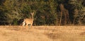 Young white tailed deer buck with small rack standing in open meadow in Florida Royalty Free Stock Photo