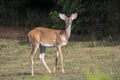 Young White Tailed Deer buck in Velvet Antlers Royalty Free Stock Photo