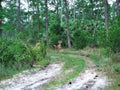 Young white-tailed deer bucks using the hiking trail through the woods