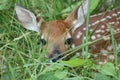 Young White-tailed Deer Fawn