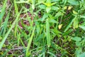 Young white tailed deer fawn camouflaged and hiding in tall grass. Royalty Free Stock Photo