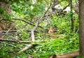 A young White-tailed Deer fawn hiding in the forest Royalty Free Stock Photo