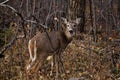 A juvenile white tailed deer enjoys a snack in the forrest