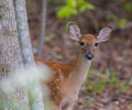 Young White Tailed Deer