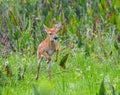 Young white tailed deer - Odocoileus virginianus - running through meadow Royalty Free Stock Photo