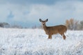 White-tailed Deer In A Snowy Meadow