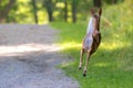 Young Deer Fleeing
