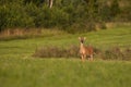 Young white-tailed deer standing on green meadow at sunrise and looking Royalty Free Stock Photo