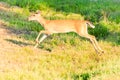 Young White-tailed doe running into the brush. Royalty Free Stock Photo