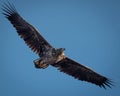Juvenile White Tailed Eagle Soaring in Clear Blue Sky Royalty Free Stock Photo