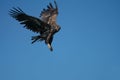 Young White Tailed Sea Eagle Haliaeetus albicilla hovering,watching for fish Royalty Free Stock Photo