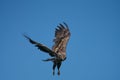 Young White Tailed Sea Eagle Haliaeetus albicilla hovering,watching for fish Royalty Free Stock Photo