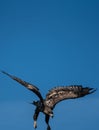 Young White Tailed Sea Eagle Haliaeetus albicilla stooping down Royalty Free Stock Photo