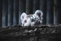 Cute and adorable young white tiger