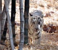 A young White tiger in van vihar national park, Bhopal