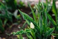 Young white tulip flower growing in spring garden Royalty Free Stock Photo
